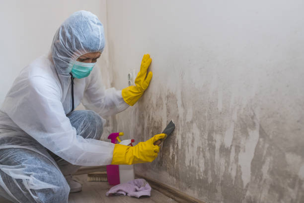 Best Office Mold Removal Services  in Jasper, FL