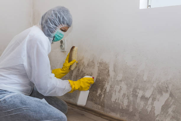 Best Toxic Mold Removal  in Jasper, FL