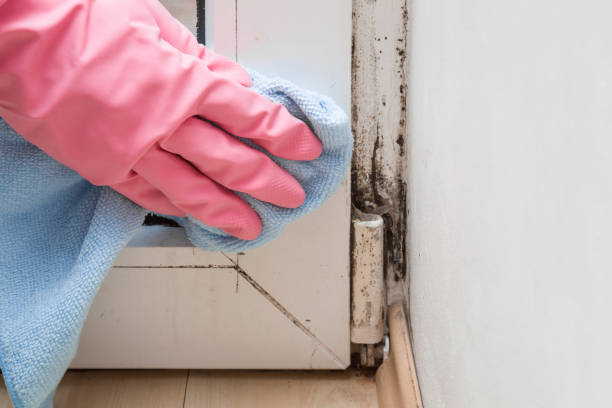 Best Mold Remediation Services  in Jasper, FL