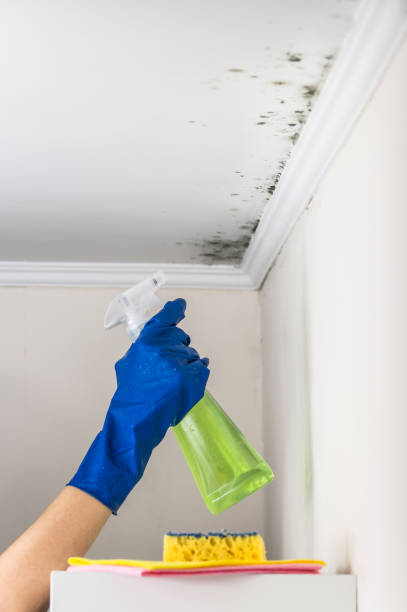 Best Fast Mold Removal  in Jasper, FL