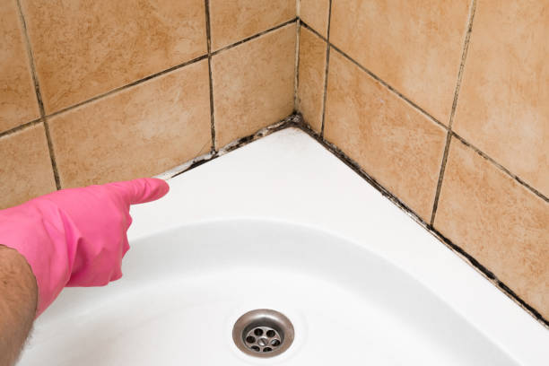 Best Professional Mold Removal  in Jasper, FL